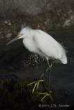 SnowyEgret7415b.jpg