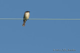 EasternPhoebe012_6812b.jpg