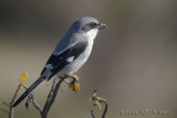 LoggerheadShrike7684b.jpg