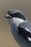 LoggerheadShrike7725b.jpg