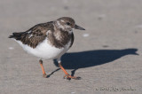 RuddyTurnstone012_6883b.jpg