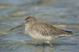 ShortbilledDowitcher8001b.jpg