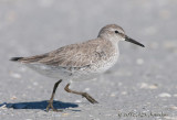 RedKnot012_7155b.jpg