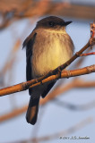 EasternPhoebe_011_9678b.jpg