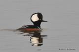 HoodedMerganser_011_0156b.jpg