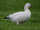 RossGoose1814b.jpg