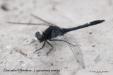 DottailedWhiteface_011_5096b.jpg