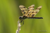 HalloweenPennant_011_7194b.jpg