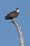 Osprey_011_7232b.jpg