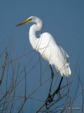 GreatEgret3112b.jpg