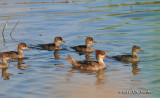 HoodedMerganser_011_7685b.jpg