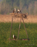 Osprey3286b.jpg