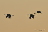 SandhillCrane_011_8741b.jpg