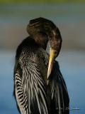 Anhinga5365b.jpg