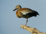 BlackbelliedWhistlingDuck5304b.jpg