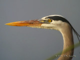 GreatBlueHeron5292b.jpg
