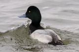 GreaterScaup012_6072b.jpg