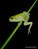 Copes gray Treefrog