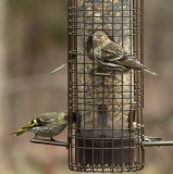 Pine Siskins - <i>Carduelis pinus</i>