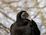 Black Vulture - <i>Coragyps atratus</i>