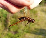 Hyacinth Glider - <i>Miathyria marcella</i>