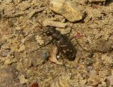 Tiger Beetle - <i>Cicindela tranquebarica</i>
