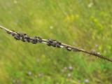 Owlfly Larvae - <i>Ululodes</i> sp.