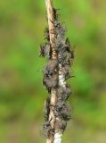 Owlfly Larvae Closeup - <i>Ululodes</i> sp.