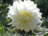 Getty Center Gardens