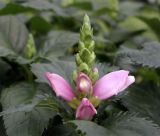 Chelone lyonii Hot Lips