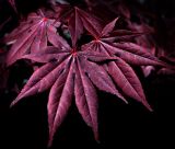 Acer palmatum Bloodgood