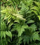 English Painted Fern