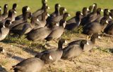 American Coot CA