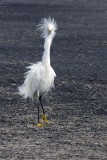 Snowy Egret