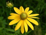 Green-headed Coneflowers (Rudbeckia laciniata)