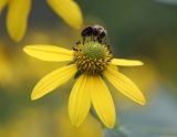 Green-headed Coneflower (Rudbeckia laciniata)