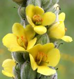 Mullein (Verbascum thapsus)