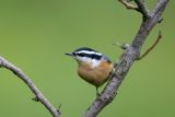 Red-breasted Nuthatch