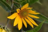 Giant Sunflower (Helianthus giganteus)