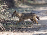 Golden Jackal 