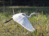 Intermediate Egret 