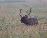 Sambar stag 