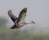 Spot-billed Duck 