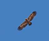 Steppe Eagle 