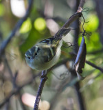 Lemon-rumped Warbler 
