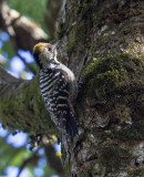 Brown-fronted Woodpecker (female)