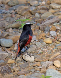 White-crowned River Chat 