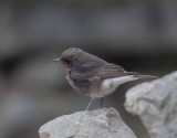 Variable Wheatear 