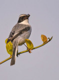 Grey Bushchat (male)