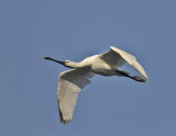 Spoonbill 